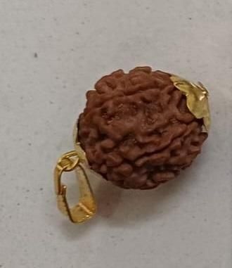 7 Mukhi Rudraksha With Cap Rudra Digital Store