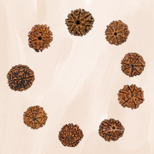 7 Mukhi Rudraksha With Cap Rudra Digital Store