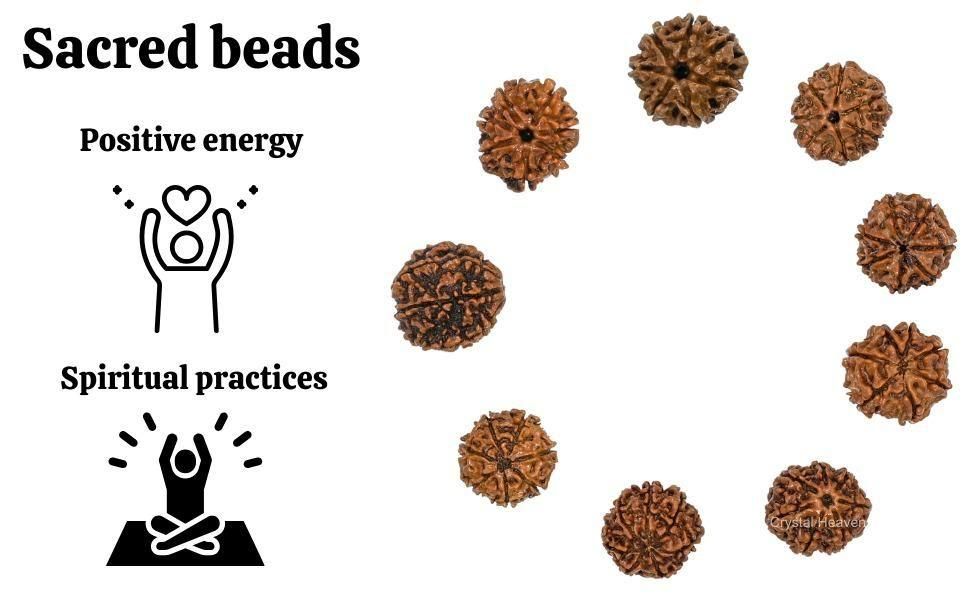 7 Mukhi Rudraksha With Cap Rudra Digital Store